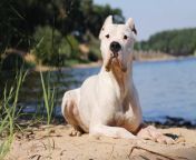 dogo argentino dog breed feature image.jpg from dogo me xx com