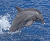 bottlenose dolphin facts 3.jpg from dholpin