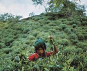 tea picker locality sylhet bangladesh.jpg from bd sylhet