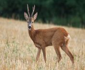 roe deer antlers buck slovakia.jpg from behavior or deer ka xxx