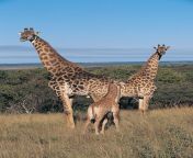 giraffes.jpg from anemal and