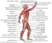 view human muscular system.jpg from body of