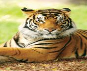 bengal tiger.jpg from www anamanal