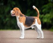 beagle hound dog.jpg from bigle all your pix