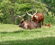 cattle ankole watusi.jpg from tamil sexs