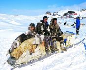 inuits sled hunt cape dorset canada nunavut.jpg from inuit image