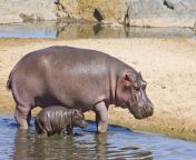 hippo milk pink orig.jpg from hippo s
