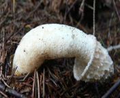 phallic mushroom1.jpg from mushroom dick
