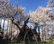 yamataka jindai cherry blossom 5.jpg from jindai