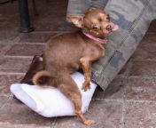 wp content uploads 2016 09 1 14.jpg from dogs mount