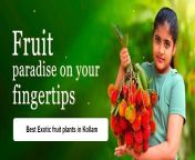 best exotic fruit plants in kollam 2048x2048 jpgv1672937454 from kerala karunagappally sex videos