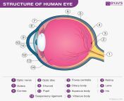 structure of human eye.png from eyes 12