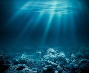 deep sea life may disappear before we even understand it.jpg from deep
