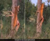 ikf9942o leopard climbs tree 625x300 30 march 20 jpgimresize1230900 from xxx video bhaig tree