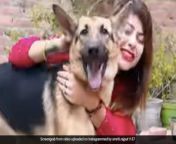 r3vaif2g instagram reels with dog 625x300 25 november 21 jpgimresize1230900 from कुत्ते के साथ चुदाई लड़की की bangla xxxx video dowloadian school sex
