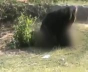 lncava4 bear attack in tamil nadunov 6 625x300 07 november 22.jpg from marathi sex bear