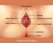 anatomy of vagina cosmetic gynecology clinic chennai.jpg from old clasic vagina