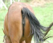 horses ass1 1200x801.jpg from man sexhorse