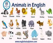 animals in english 1024x576.png from anemals videos sxce new english hot gril xxx video pronwap com