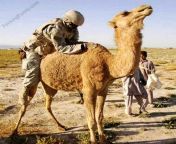 us solider in iraq fucking the camel.jpg from camel fucking
