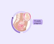 8788 13 weeks pregnant baby in uterus 01 1006x755 jpgv1 0 from 13 impregnation