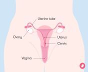 7420 vagina diagram 1006x755 jpgv1 0 from boobs vagina and all parts